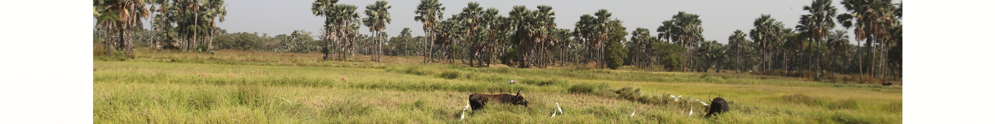 Paysage sénégalais