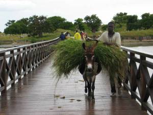 Passerelle vers l'Ile aux Coquillages, Fadiouth Sénégal